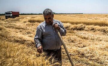 ۳۲ همت طلب گندمکاران پرداخت نشد/ هاشمی: گندمکاران برای کشت بعدی نقدینگی می‌خواهند